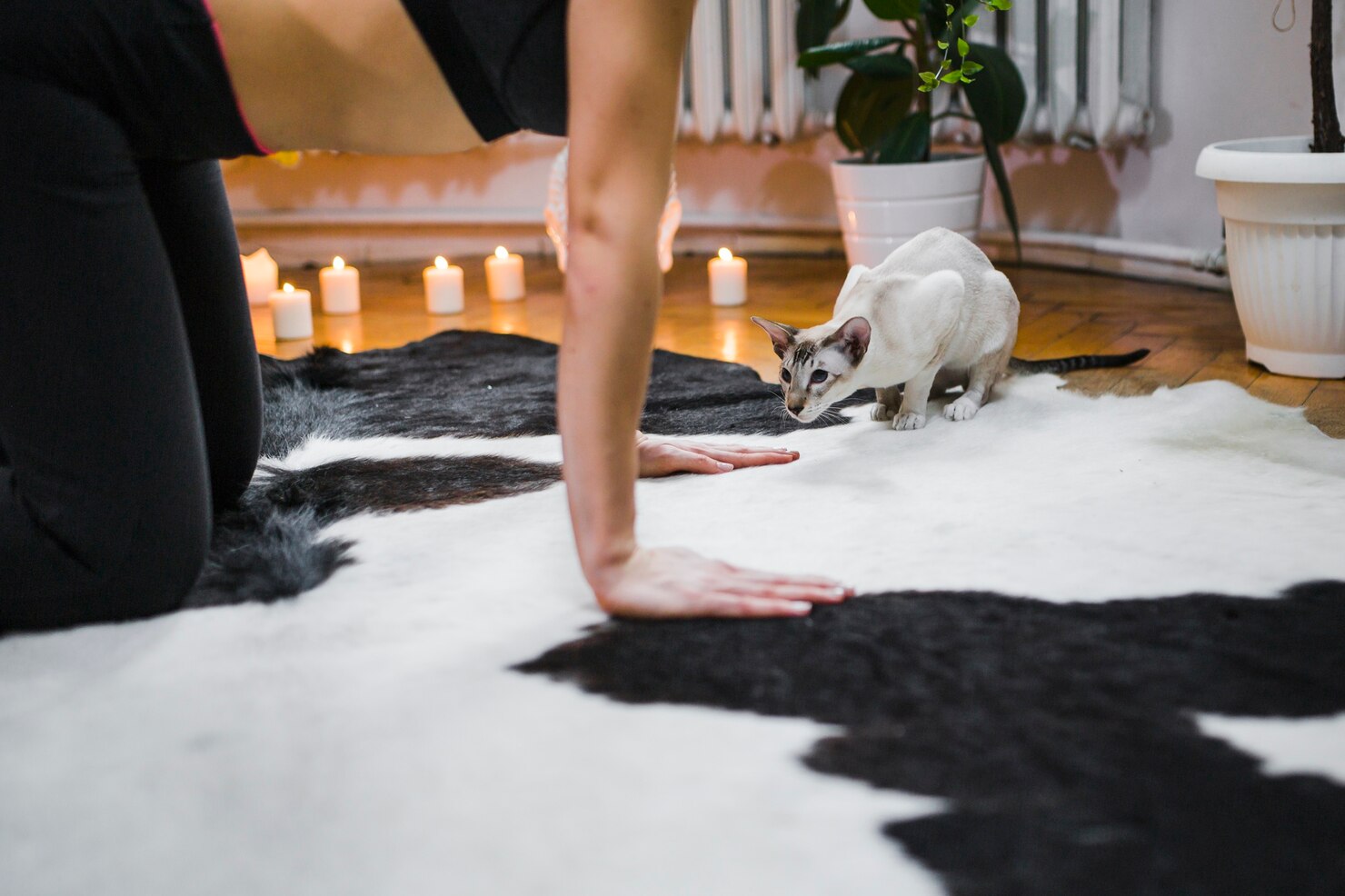 Rug Care Tips for Homes with Pets: Keep Your Rugs Clean, Fresh & Long-Lasting